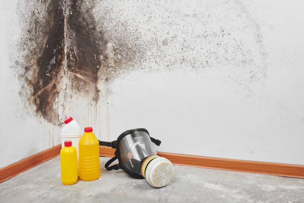 Best Post-Flood Mold Remediation in Montrose, MN