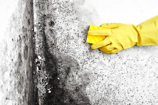 Best Commercial Mold Remediation in Montrose, MN