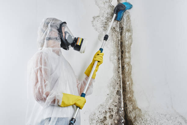 Best Black Mold Remediation in Montrose, MN