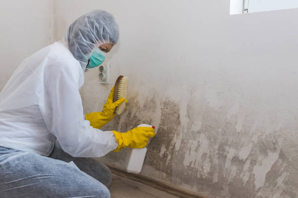 Best Post-Flood Mold Remediation in Montrose, MN