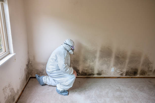 Best Basement Mold Remediation in Montrose, MN
