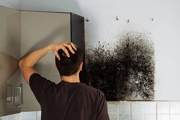 Best Attic Mold Remediation in Montrose, MN