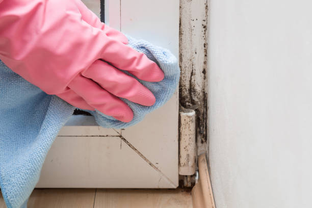 Best DIY Mold Remediation Support Services in Montrose, MN